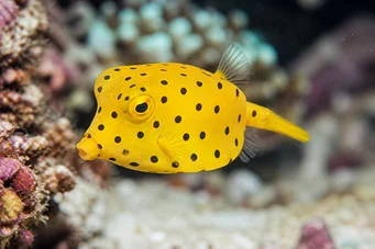 Ostracion cubicus Gul