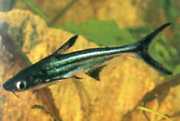 Pangasius sutchi Haj