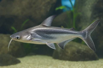 Pangasius sutchi Haj