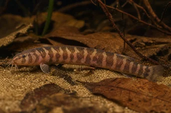 Pangio shelfordii (Loche de Borneo)