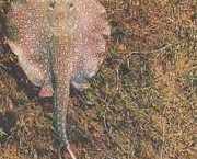 Paratrygon orbicularis Orbikulär linje