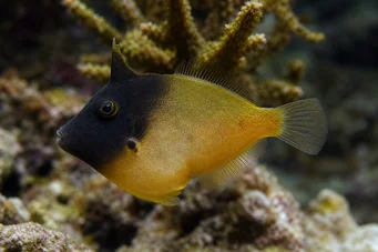 Pervagor melanocephalus (Fisk med svans med svans)