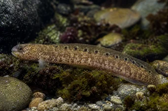 Pholis gunnellus Gon