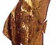 Platax orbicularis Orbikulär fladdermusfisk