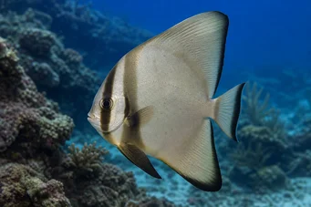 Platax orbicularis (Orbikulär fladdermusfisk)