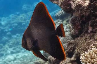 Platax pinnatus Röda chauve-sourris