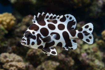 Plectorhinchus chaetodonoides Arlequindiagram fisk