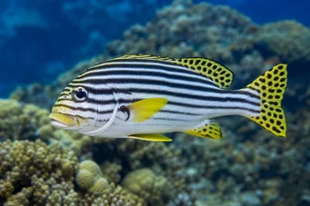 Plectorhynchus orientalis Orientalisk gaterin