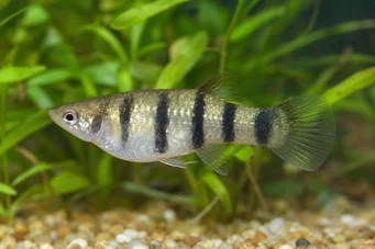 Poecilia nigrofasciata (Svart stråle)