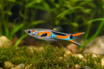Poecilia sp.endler (Hån)