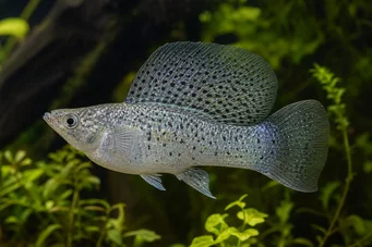 Poecilia velifera (Molly slöja)