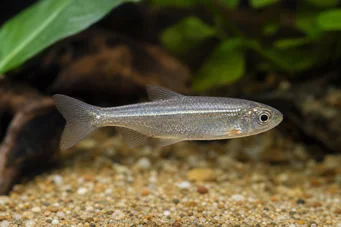Poissonsus picus (Isko-episk fisk)