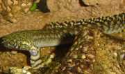 Polypterus ornatipinnis Polyperus Ornatipinnis