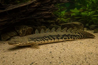 Polypterus ornatipinnis