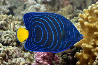 Pomacanthus annularis (Ringfisk)
