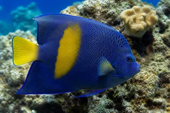 Pomacanthus maculosus (Ängelfisk i croissant)