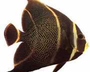 Pomacanthus paru Fransk ängel