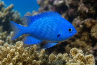 Pomacentrus caeruleus (Blågrön dam)