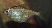Poptella longipinnis Långa fenor tetra
