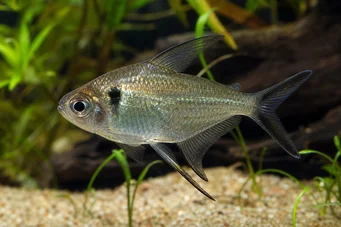 Poptella longipinnis (Långa fenor tetra)