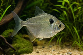 Poptella orbicularis (Karakinskiva)