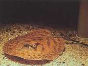 Potamotrygon hystrix Marmorerad sötvattenlinje