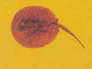 Potamotrygon laticeps Réie à Aiguillon Common