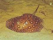 Potamotrygon motoro Océlée sötvattenpastenague