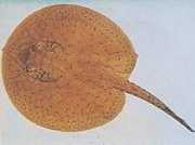 Potamotrygon schroederi Schroder Pastenague, Ray Guacamaya