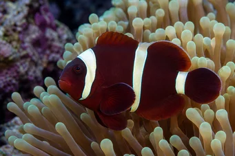 Premnas biaculeatus (Taggig clown)