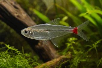 Prionobrama filigera (Rött stappglaskaraktär)