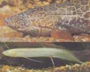 Protopterus aethiopicus aethiopicus Etiopien protopter