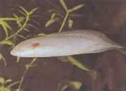 Protopterus annectens annectens Afrikansk dipneuste