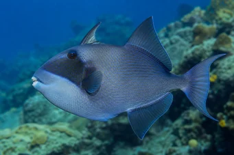 Pseudobalistes fuscus (Vermikulerad)