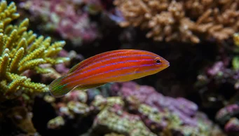 Pseudocheilinus hexataenia (Sex -labrum)