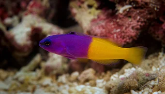 Pseudochromis paccagnellae (Vaniljfiskfisk)