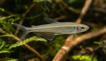 Pseudocorynopoma doriae (Drake)