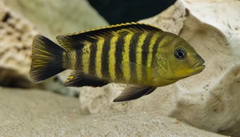 Pseudotropheus crabo (Pseudotropheus kameleon)