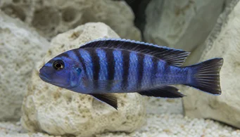 Pseudotropheus elongatus (Långsträckt ciklid)