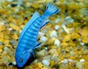 Pseudotropheus socolofi Blå ciklid