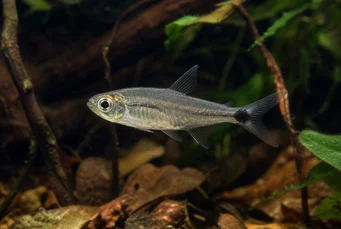 Pterobrycon myrnae Brycon (tetra) i fenor