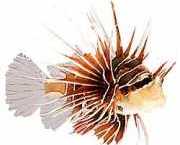 Pterois radiata Utstrålad poängfisk