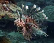 Pterois volitans Poängfisk