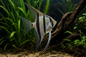 Pterophyllum scalare (Skalär)