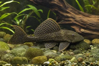 Pterygoplichthys anisitsi (Snöpeco)