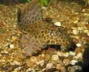 Pterygoplichthys gibbiceps Pleco Royal