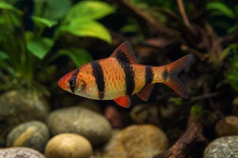 Puntius fasciatus Skäggig jordgubbe, skäggig eld