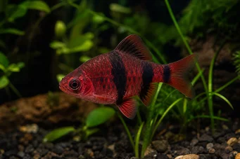 Puntius nigrofasciatus (Rött huvud skäggbus, skäggig nigor)