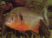 Pygocentrus caribe Skulpulär sparanha