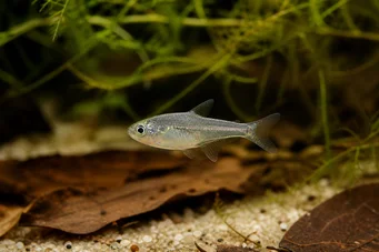 Rachoviscus graciliceps Gracile characin